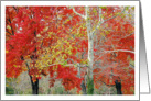 Red, Yellow, and Green -Fall Color by the Schuylkill River card