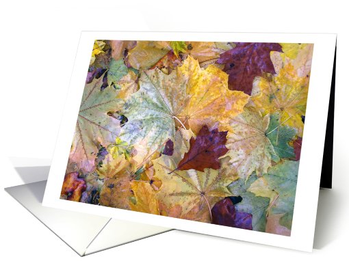 Rain Glazed Leaves -Fall Color by the Wissahickon Creek card (745477)