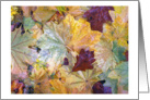 Rain Glazed Leaves -Fall Color by the Wissahickon Creek card