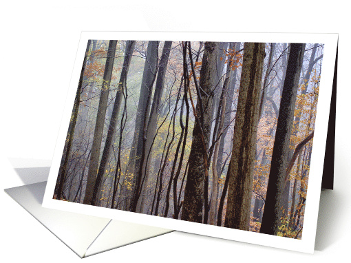 Fall Woods, Wissahickon Valley, Philadelphia, PA card (746301)