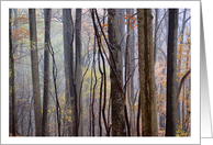 Fall Woods, Wissahickon Valley, Philadelphia, PA card