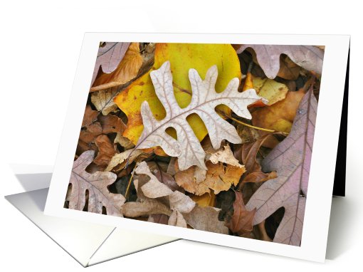 Fall Leaf Patterns, Oak and Tulip Tree Leaves card (746809)