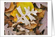 Fall Leaf Patterns, Oak and Tulip Tree Leaves card