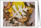 Fall Leaf Patterns, Oak and Tulip Tree Leaves card