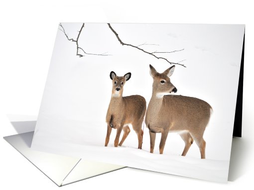 Winter Whitetail Blank Note card (731198)