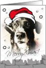 Christmas dog card