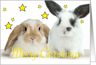 Christmas Rabbits twins card