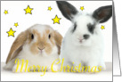 Christmas Rabbits twins card