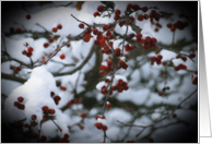 Snow Berries Blank Note Card