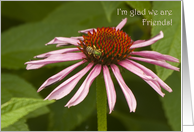 I’m glad we are Friends! Purple Coneflower and Bee Card. card