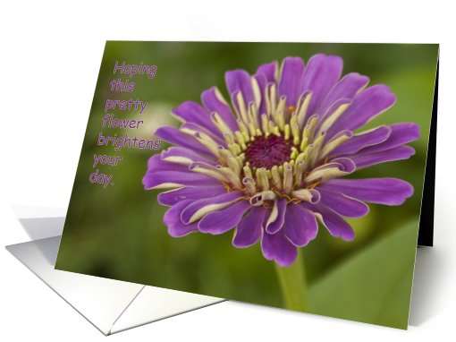 A Flower to Brighten your day. Purple Zinnia card (781729)