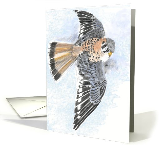 American Kestrel card (737442)
