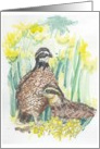 Bobwhite pair card