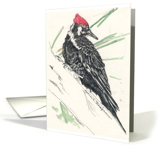 Pileated Woodpecker card (762255)