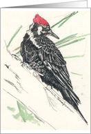Pileated Woodpecker card