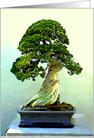 Congratulations on being honored. Cypress, Bonsai Tree. card