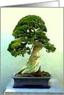 Congratulations on being honored. Cypress, Bonsai Tree. card