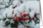 Berries In Snow card