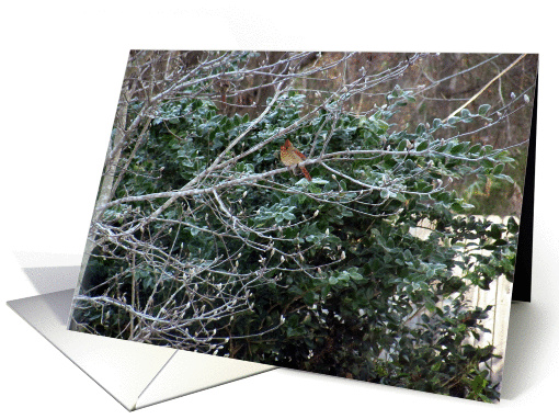 REDBIRD card (750163)