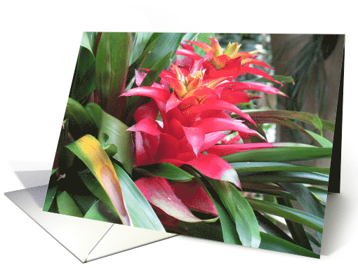 REDPLANT - Thinking of you card (804021)