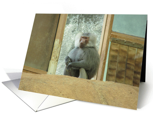 Baboon--Here'S Looking At You
 card (804024)