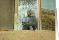 Baboon--Here’S Looking At You card