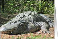 ALLIGATOR card