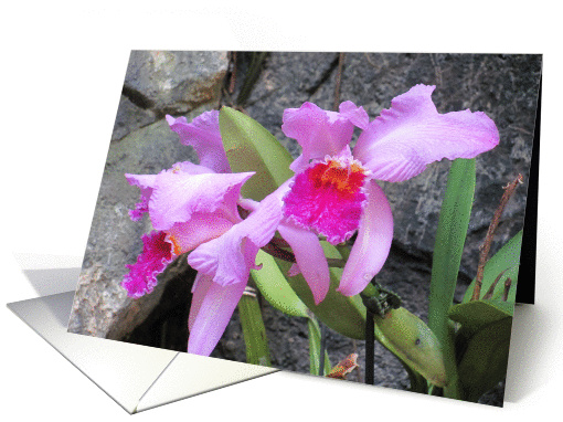 PURPLEFLOWER--Thinking of you card (804027)