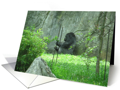 Gorilla--Let'S Get Together
 card (804029)