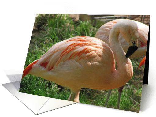 Flamingo--Thinking Of You
 card (804030)