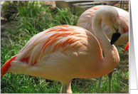 Flamingo--Thinking Of You card