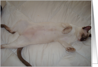 Relaxing Siamese Cat