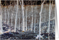 The Woods at Ramapo Park card