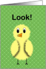 Look Chick Birthday Card