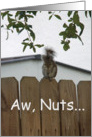 Aw Nuts Squirrel Belated Birthday Card