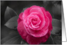Sympathy Pink Camellia Flower on Black and White card