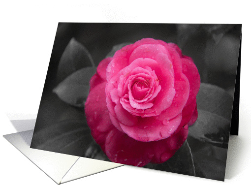 Sympathy Pink Camellia Flower on Black and White card (948097)