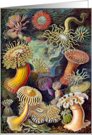 Sea plants (Actiniae) by Haekel (1904) card