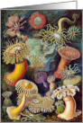 Sea plants (Actiniae) by Haekel (1904) card