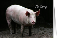 Humor sorry for getting drunk pig card