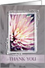 Pink Chrysanthemum Thank You card