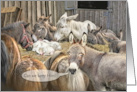 Baby Jesus in Manger with Donkeys and Ponies for Funny Christmas card