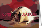 Congratulations, Pet Rat Cong-RAT-ulations Card