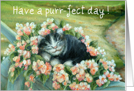 Thinking of You, Kitty Cat in Wheelbarrow of Flowers card