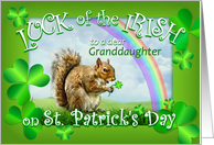 To Granddaughter on St. Patrick’s Day Lucky Squirrel & Rainbow card