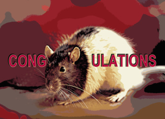 Congratulations, Pet Rat Cong-RAT-ulations Card