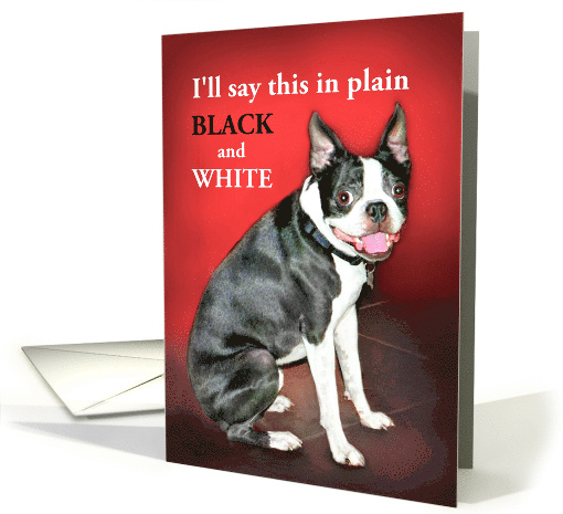 Happy Valentine's Day Cute Boston Terrier Dog Valentine card (899774)