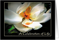 Celebration of Life Memorial Service and Funeral Invitation Magnolia card