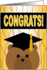 High School Graduation Celebration with Cap & Gown Bear card