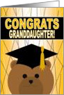 Granddaughter - Any Graduation Celebration with Cap & Gown Bear card